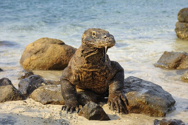 Komodo dragon