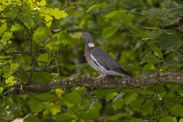 Common wood pigeon