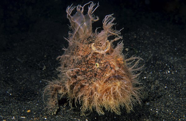 Shaggy frogfish