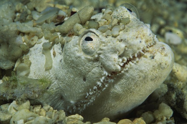 Crocodile snake eel