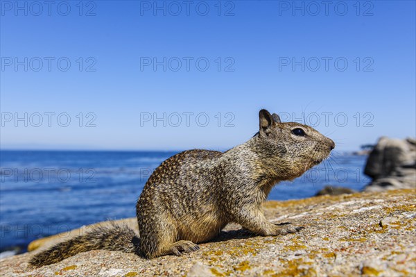 California Ground Squirrel