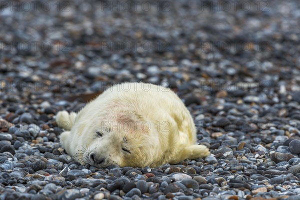 Grey seal