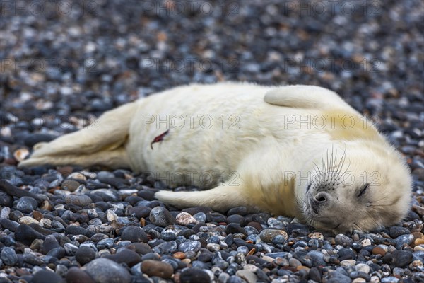 Grey seal