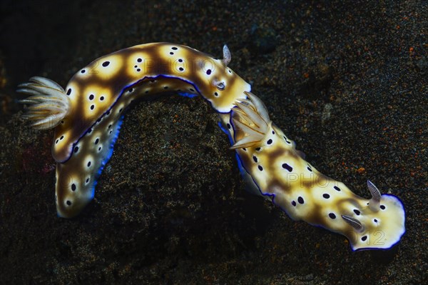 Leopard Nudibranch