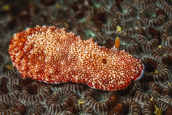 Chromodoris reticulata