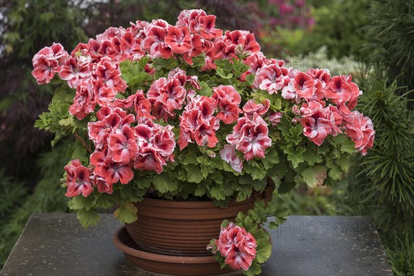 Flowering Petunias