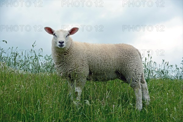 Unshaven Domestic sheep