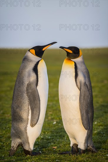 King penguins