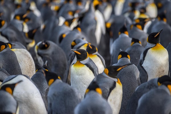 King penguins