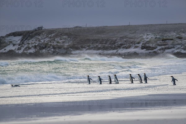 King penguins