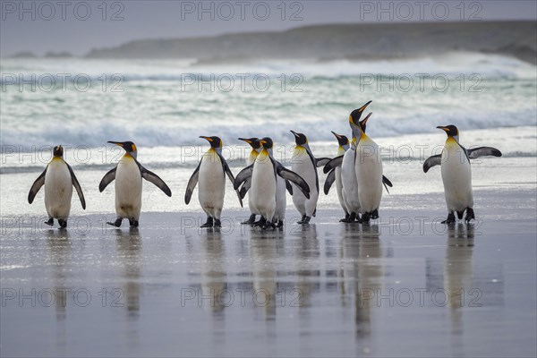 King penguins