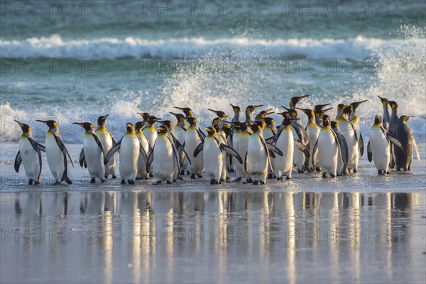 King penguins