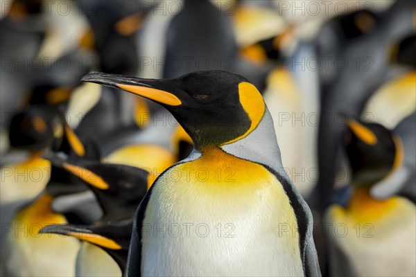 King penguins