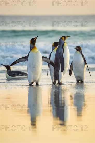 King penguins