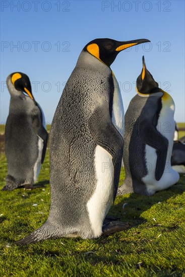 King penguins