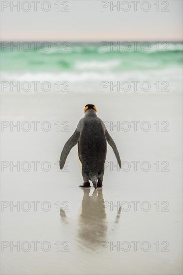 King penguin