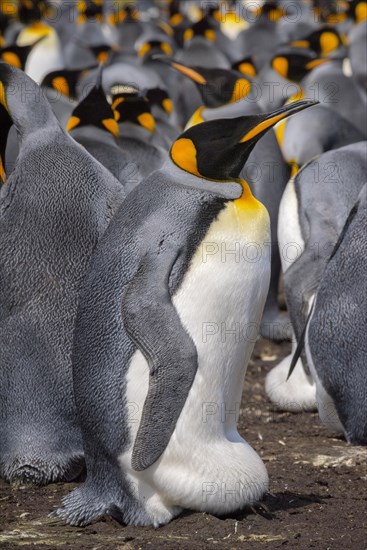 King penguin