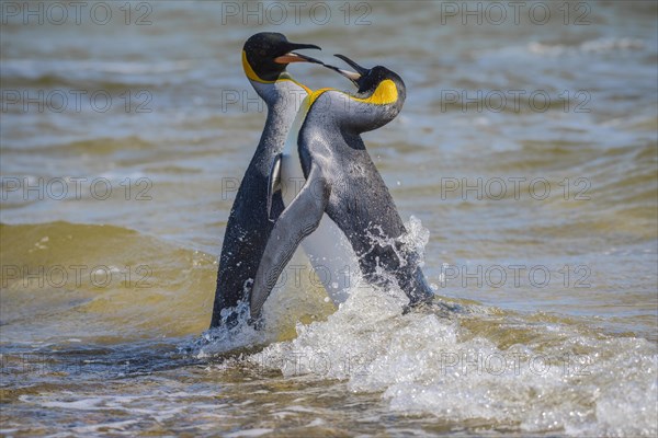 Two King penguins