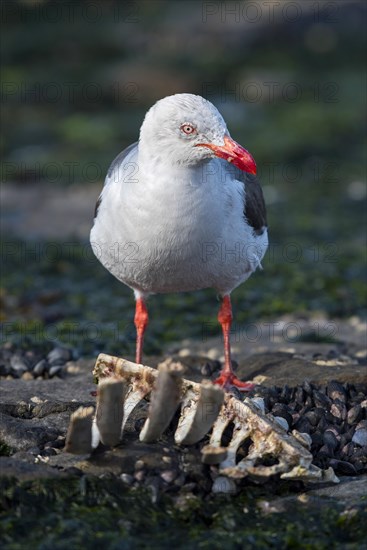 Red-billed Gull