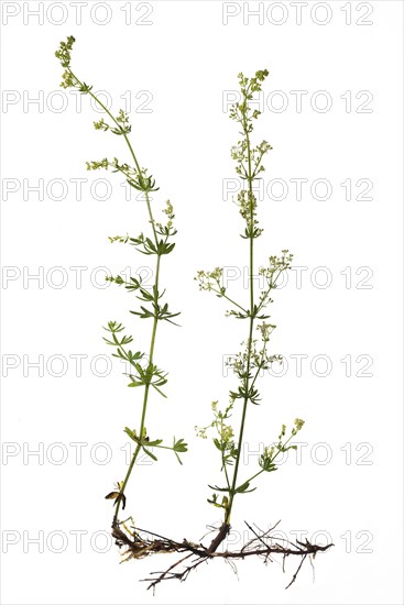 Lady's bedstraw