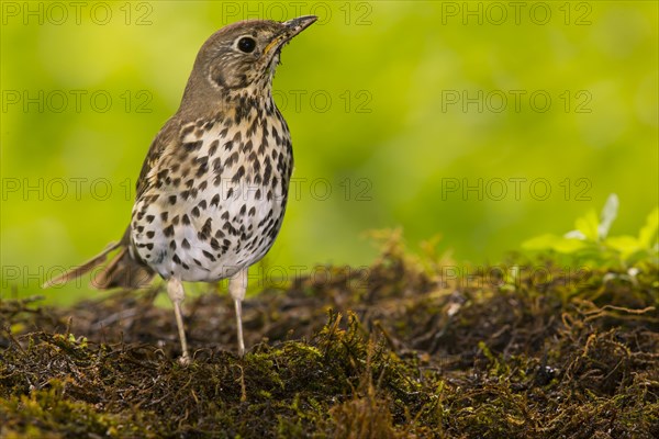 Song thrush