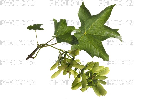 Maple leaf with fruiting