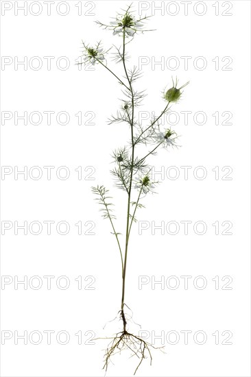 Love-in-a-mist