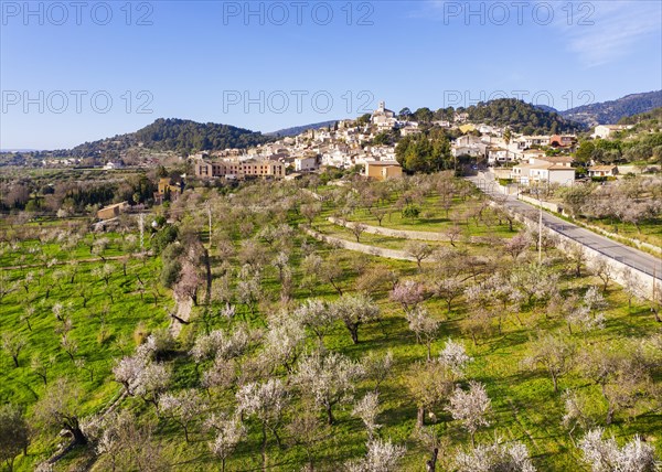 Almond blossom