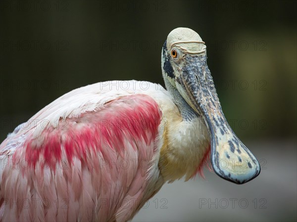 Roseate spoonbill