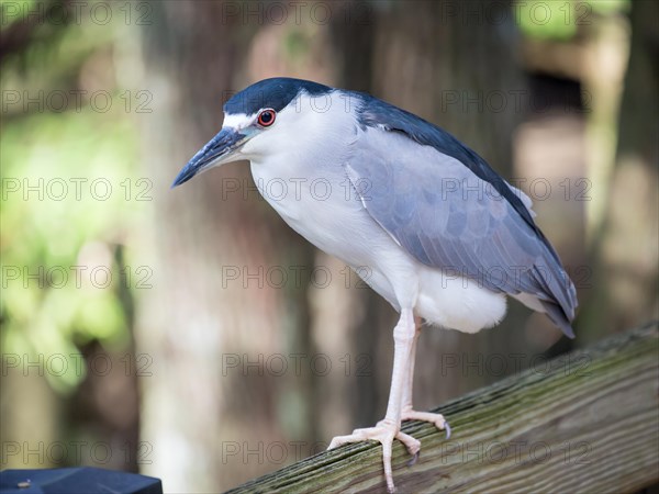 Striated Heron