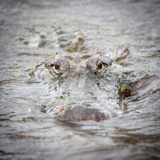 American alligator