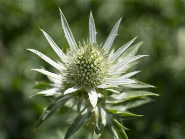 Mediterranean sea holly