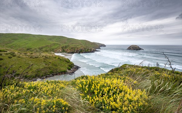 Yellow lupins