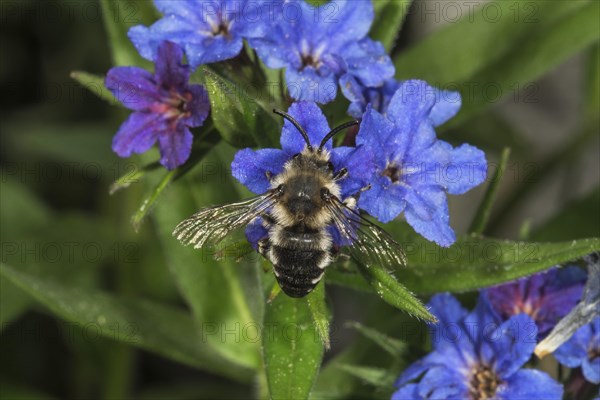 Melecta albifrons