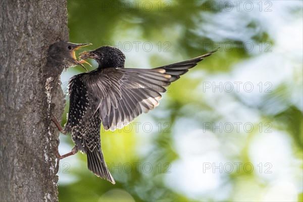 Starling