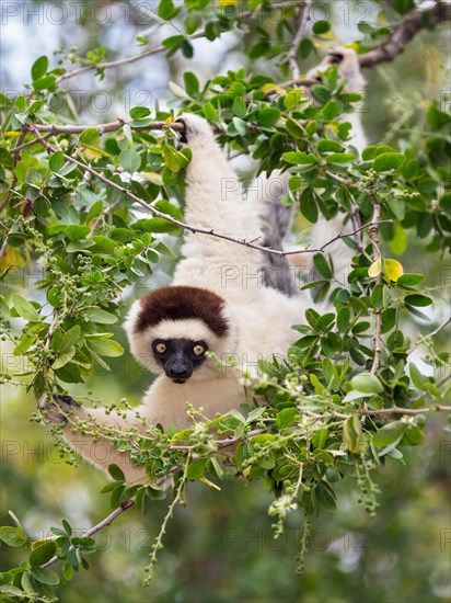 Verreaux's sifaka