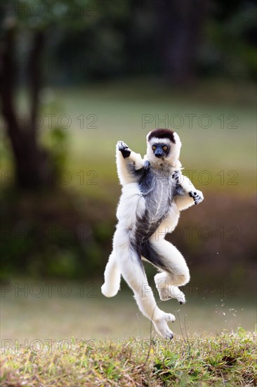 Verreaux's sifaka