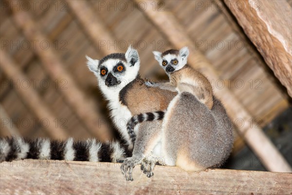 Ring-tailed lemur