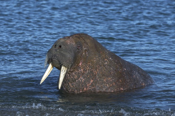 Walrus