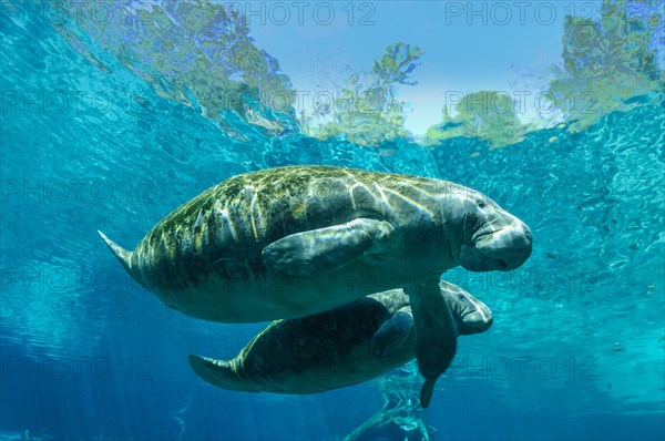 Manatee