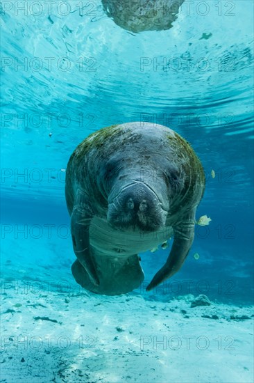 Manatee