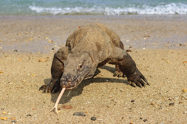 Komodo dragon