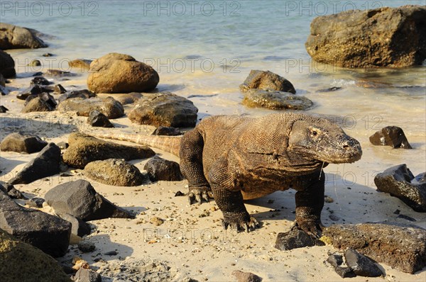 Komodo dragon