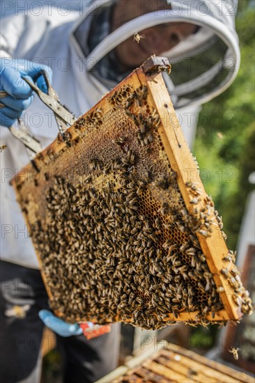 Beekeeper with protective suit checks his honeyBees