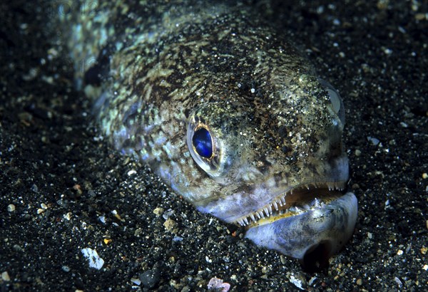 Crocodile snake eel