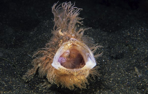 Shaggy frogfish