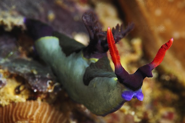 Chamberlain's neon star snail