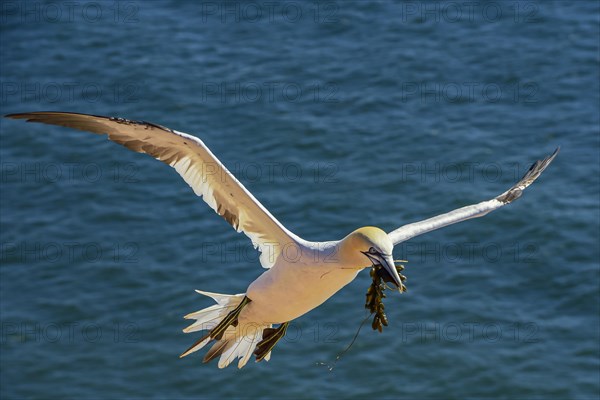 Northern gannet