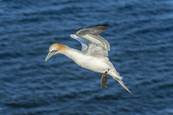 Northern gannet