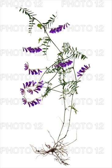 Flowering vetch